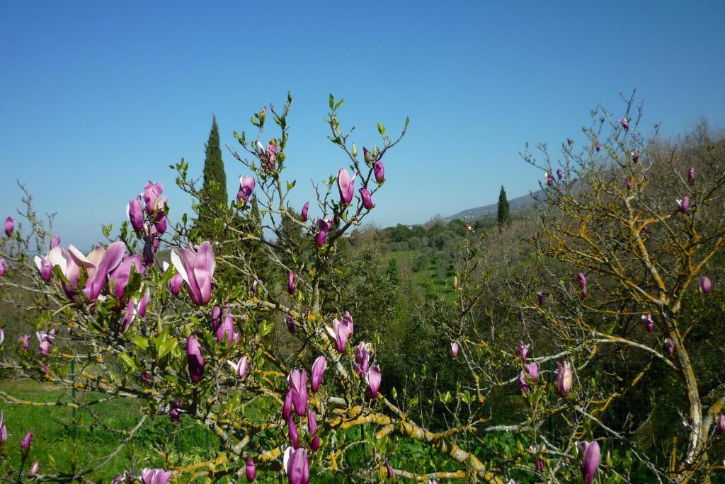 הוילה רג'לו Casa Giulia מראה חיצוני תמונה
